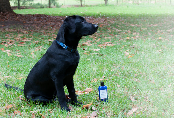 Soothing Vanilla Cedar Pet Shampoo
